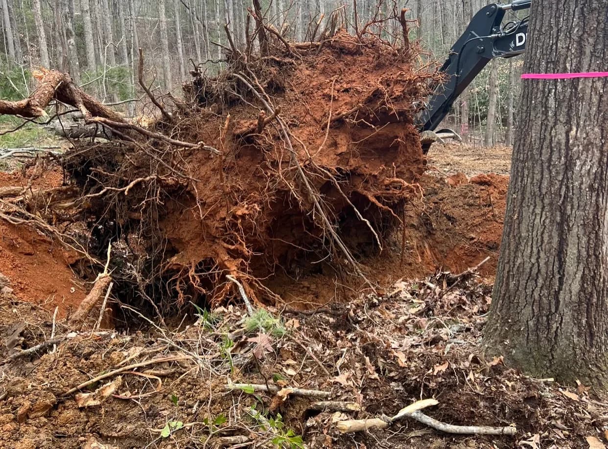Tree removal and land clearing excavation work